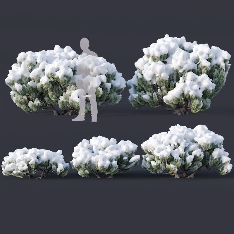 Pinus mugo Nr3 H70-180 cm  3D model_8