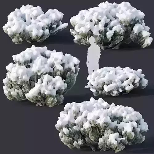Pinus mugo Nr3 H70-180 cm  3D model