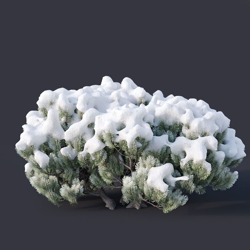 Pinus mugo Nr3 H70-180 cm  3D model_4