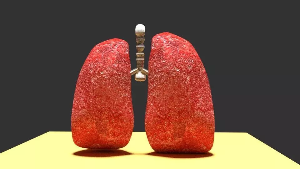 Human Lungs Free low-poly 3D model