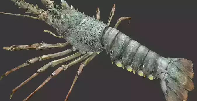 Australian lobster Low-poly 3D model