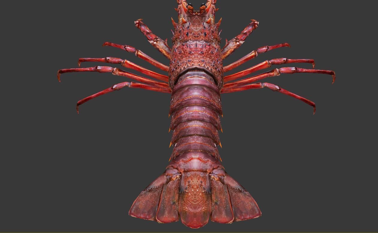 Australian lobster Low-poly 3D model_6