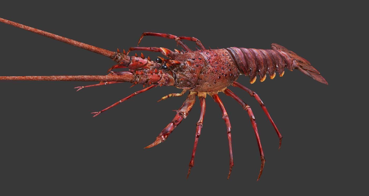 Australian lobster Low-poly 3D model_4