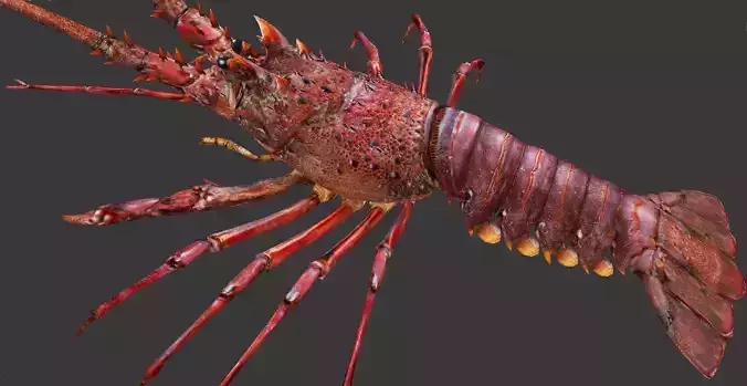 Australian lobster Low-poly 3D model