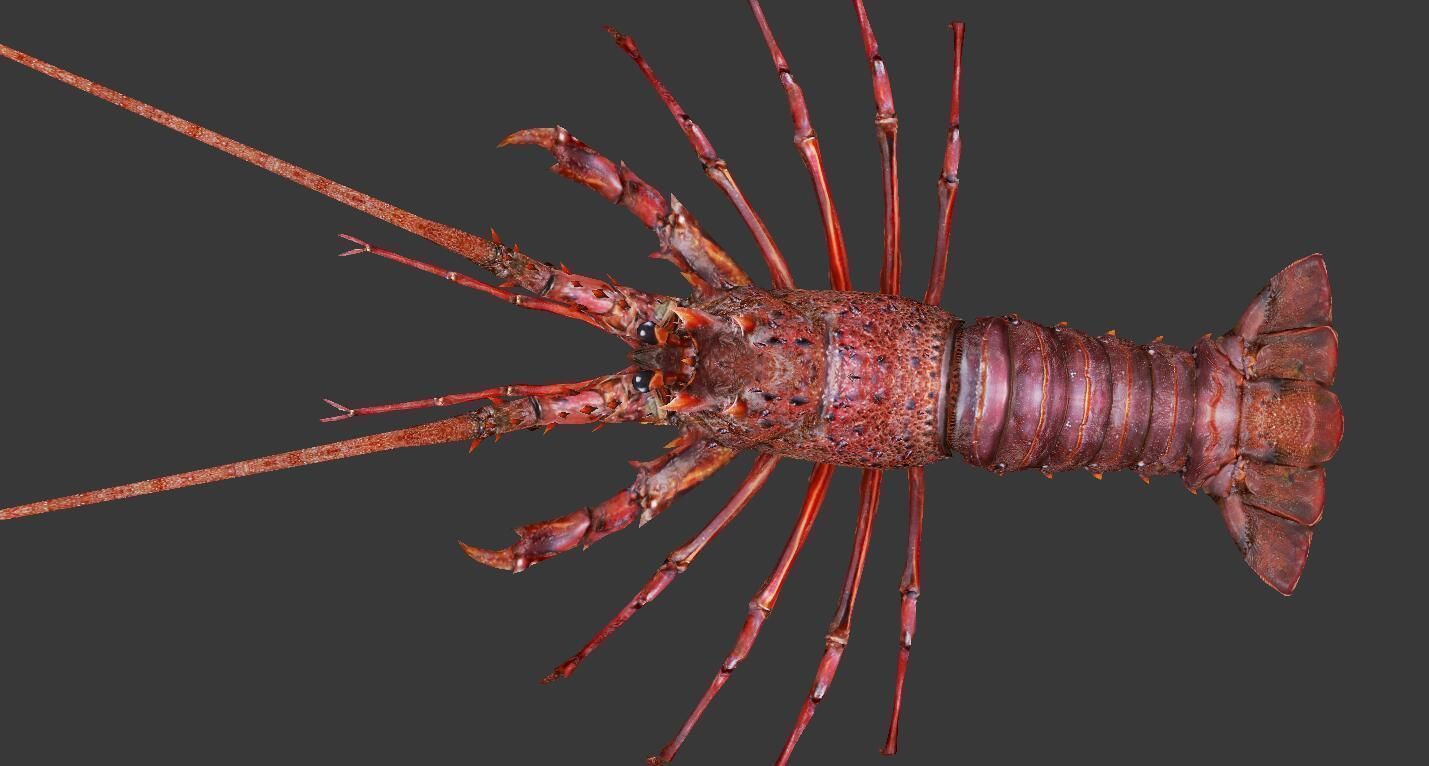 Australian lobster Low-poly 3D model_3