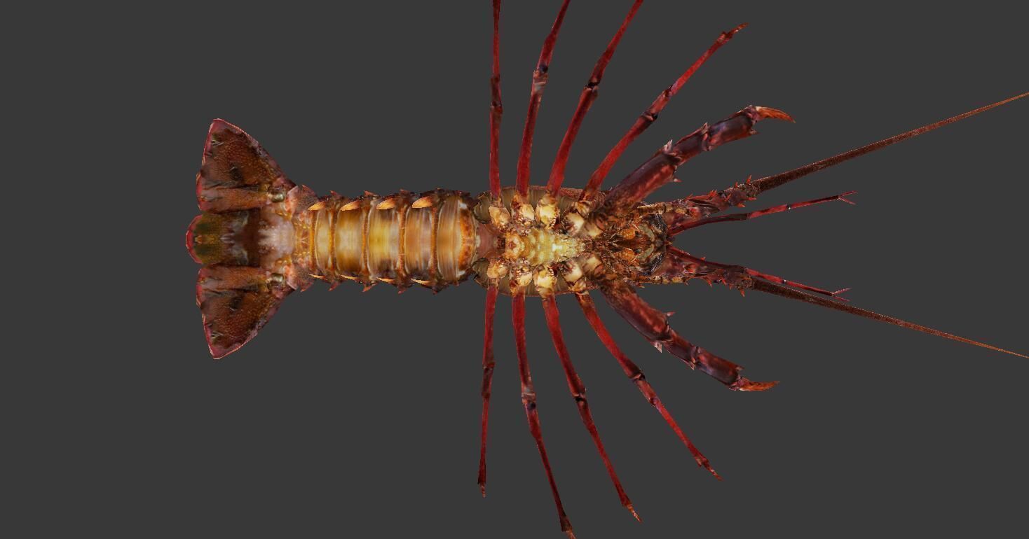 Australian lobster Low-poly 3D model_8
