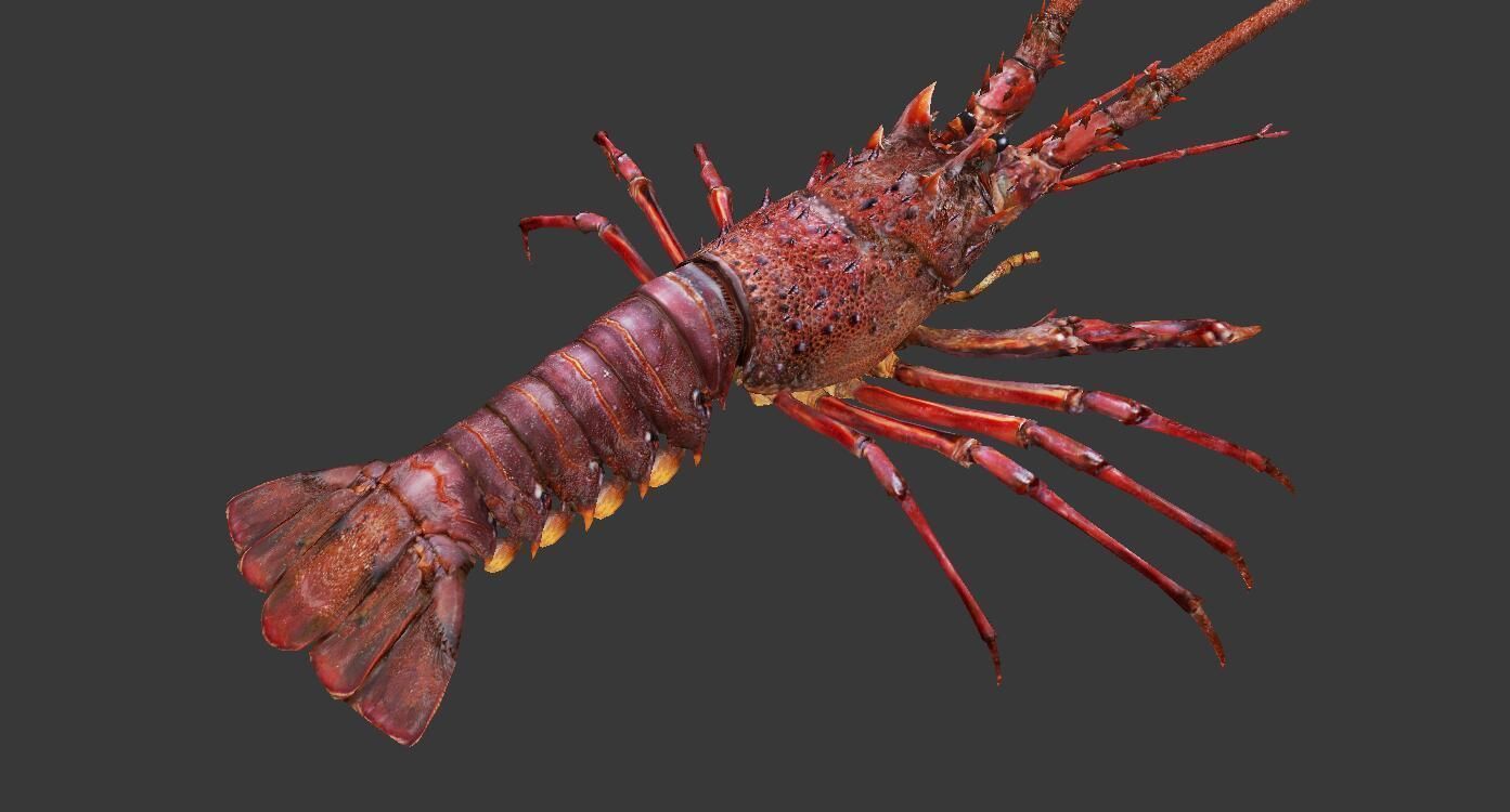 Australian lobster Low-poly 3D model_7