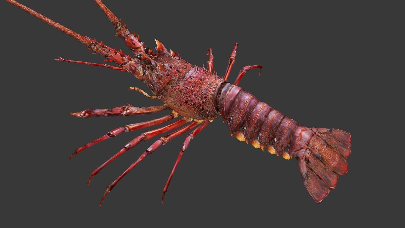 Australian lobster Low-poly 3D model_1