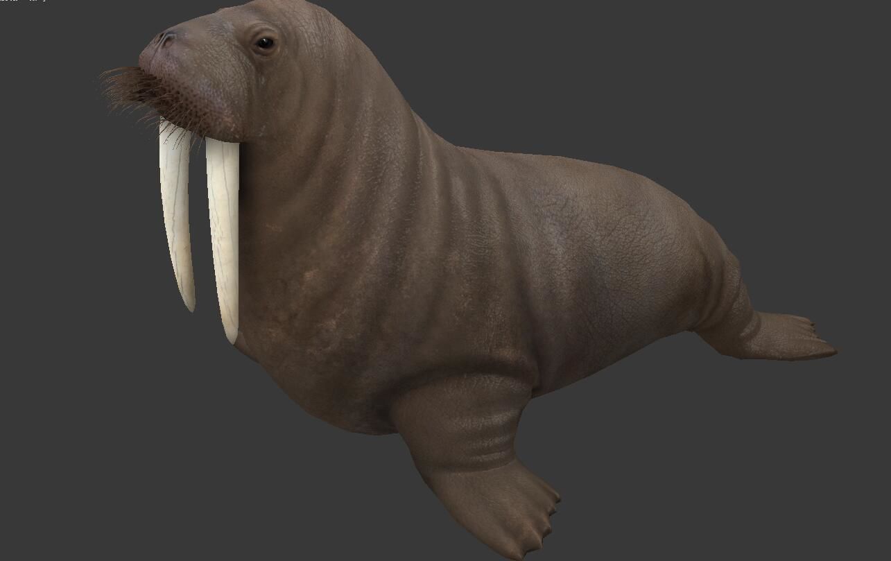 Odobenus rosmarus Low-poly 3D model_1