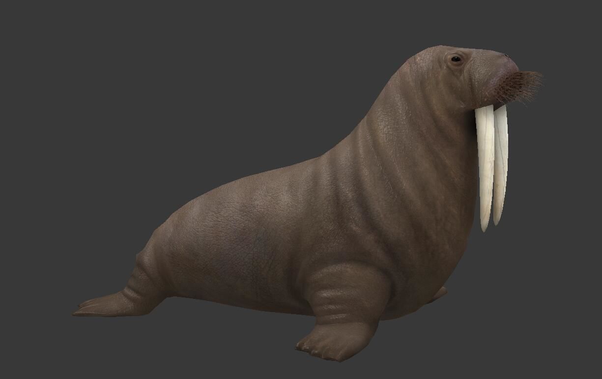 Odobenus rosmarus Low-poly 3D model_2
