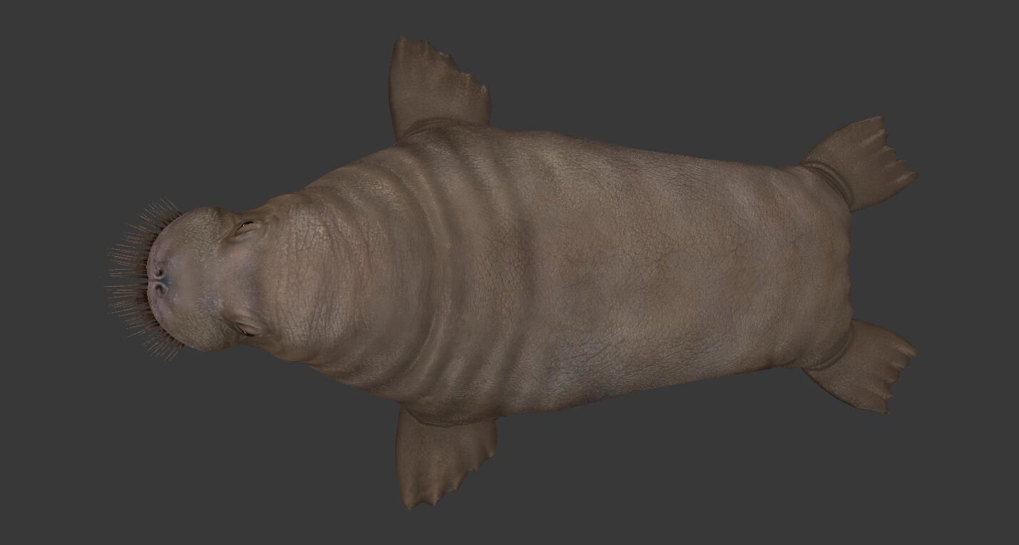 Odobenus rosmarus Low-poly 3D model_5