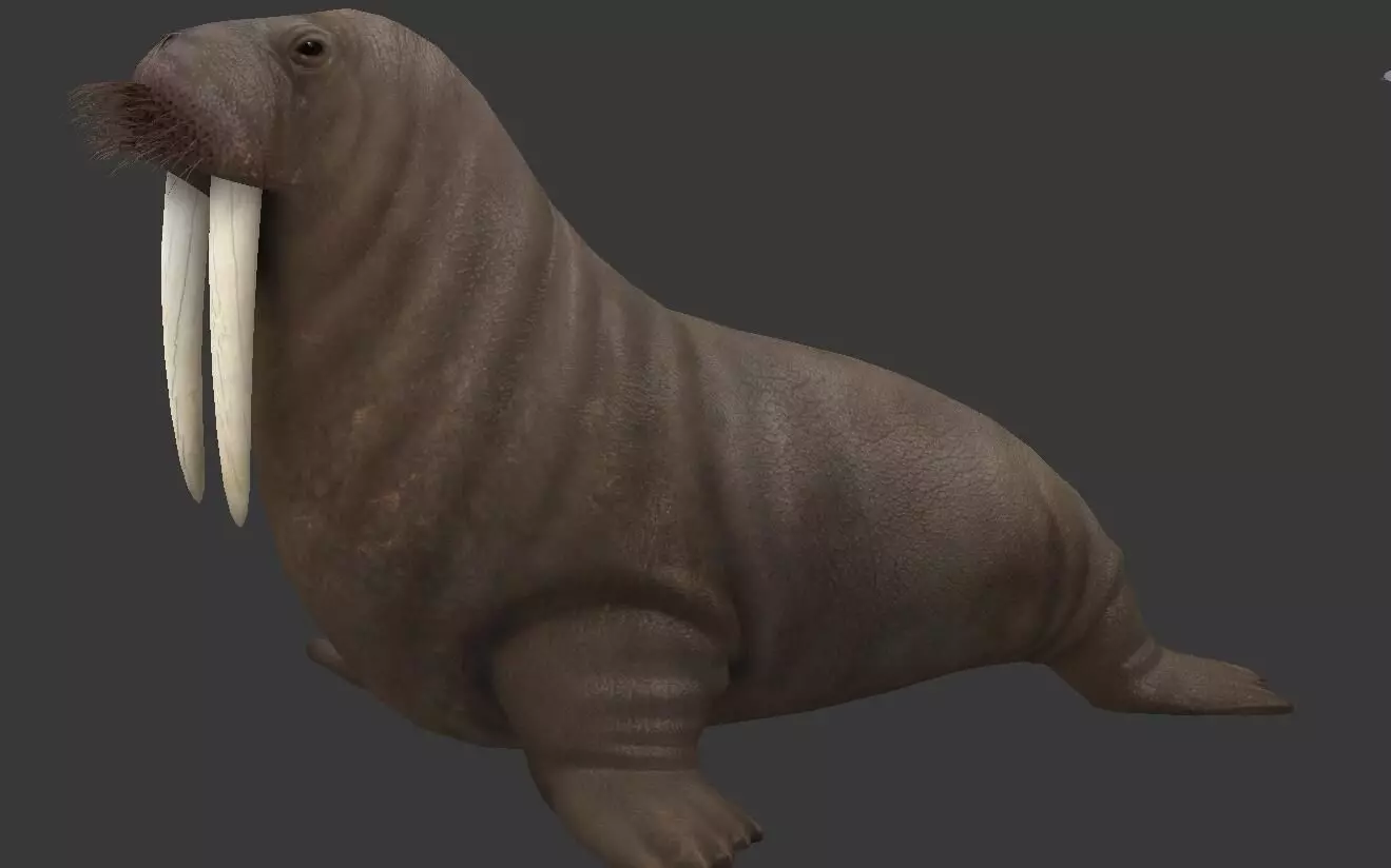 Odobenus rosmarus Low-poly 3D model_0