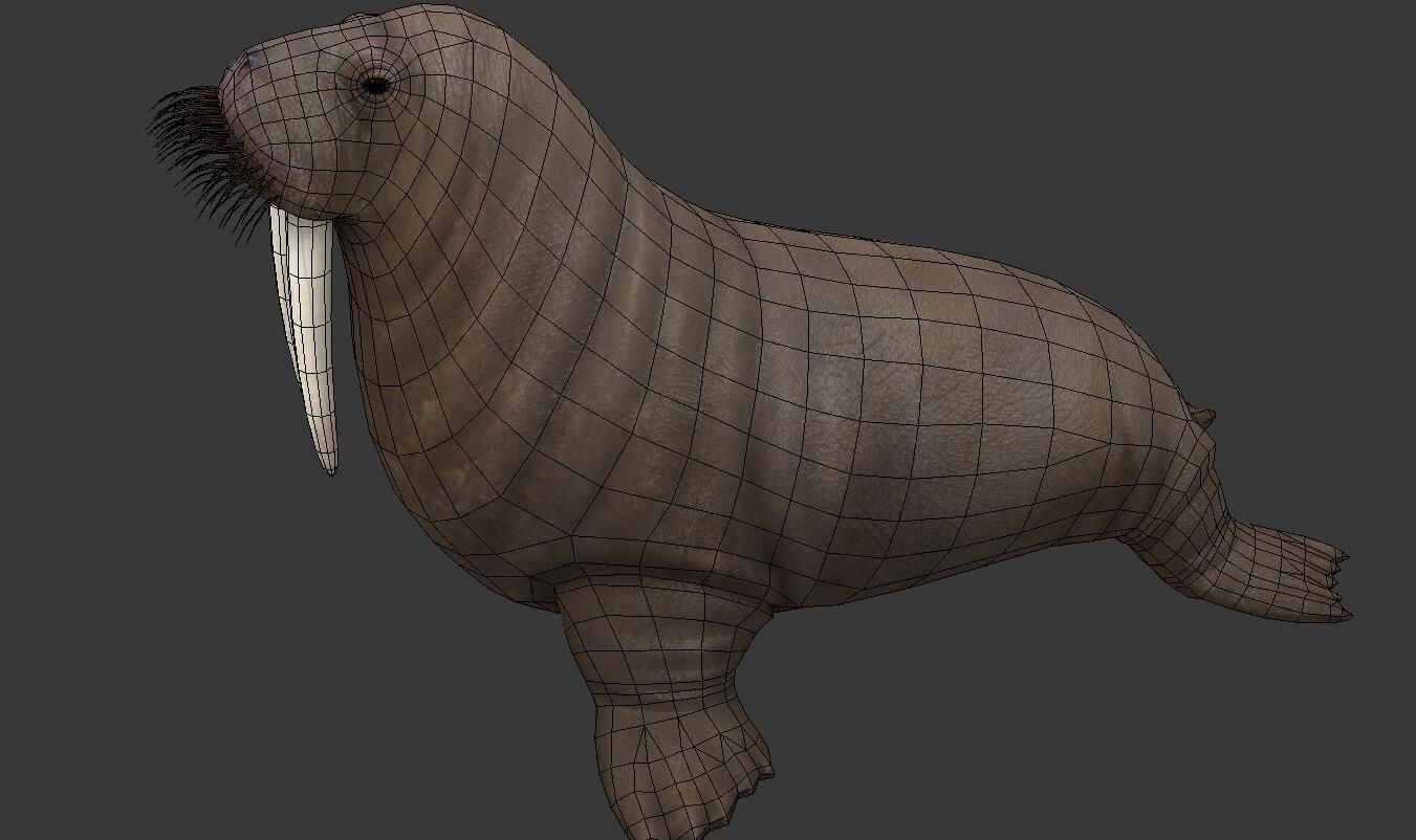 Odobenus rosmarus Low-poly 3D model_6