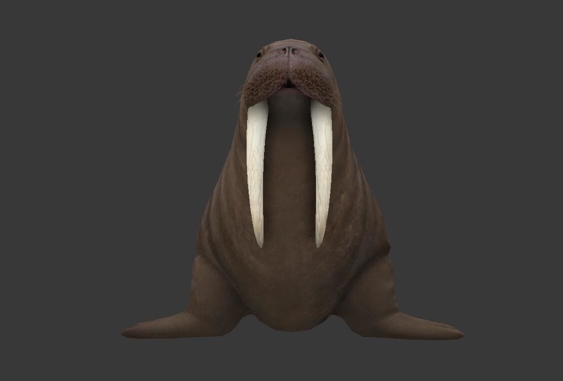 Odobenus rosmarus Low-poly 3D model_3