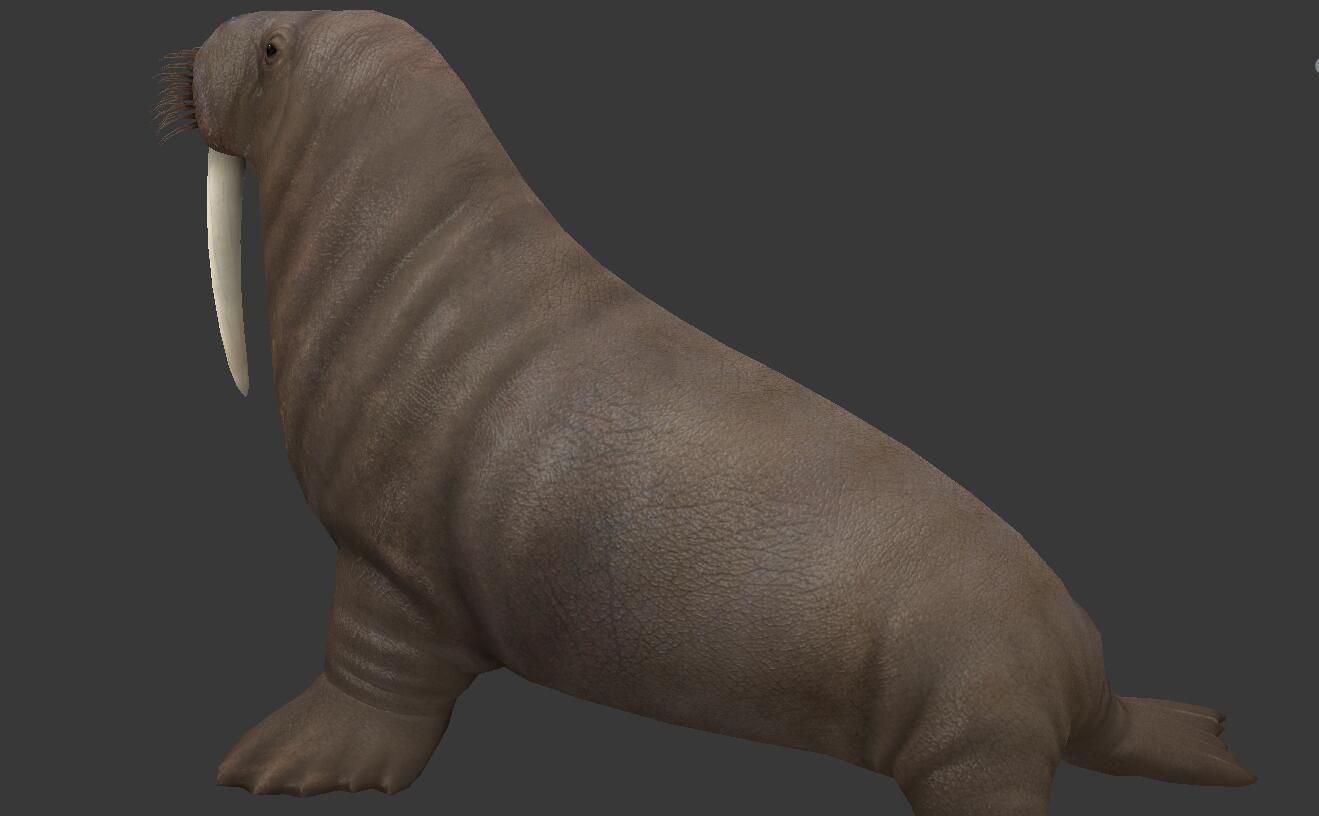 Odobenus rosmarus Low-poly 3D model_4