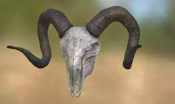 Goat Skull