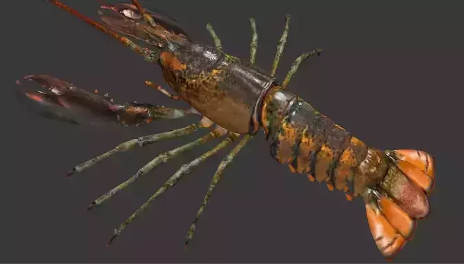 Homarus americanus   lobster Low-poly 3D model