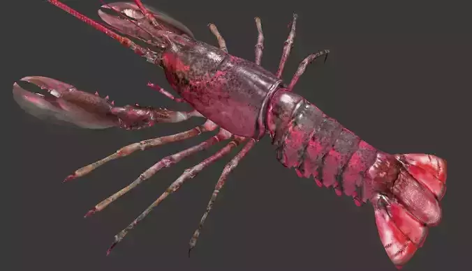 Homarus americanus lobster Low-poly 3D model