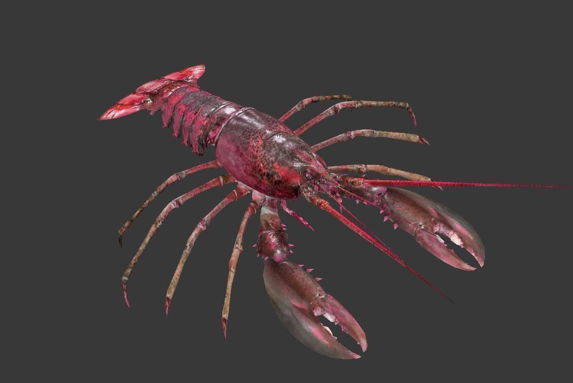 Homarus americanus lobster Low-poly 3D model_7