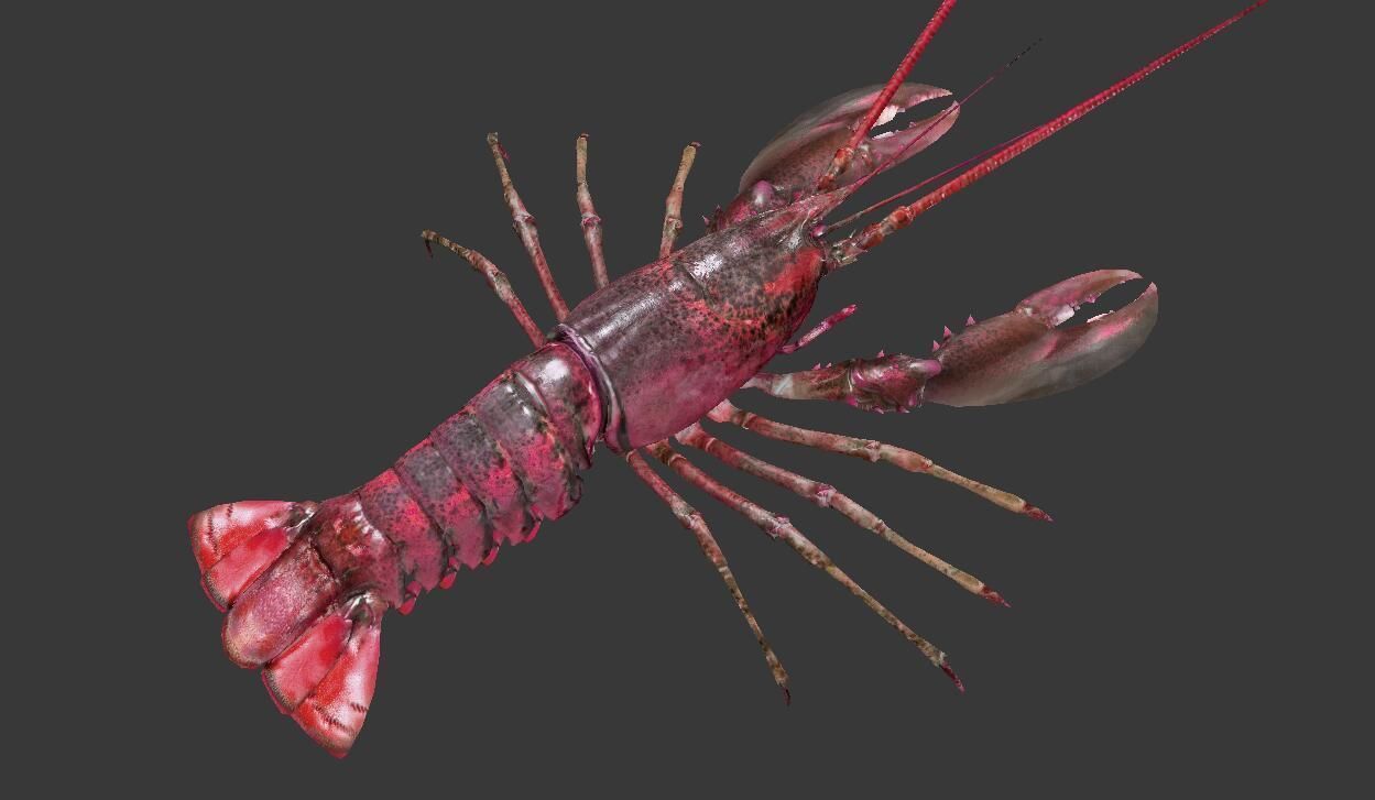 Homarus americanus lobster Low-poly 3D model_4