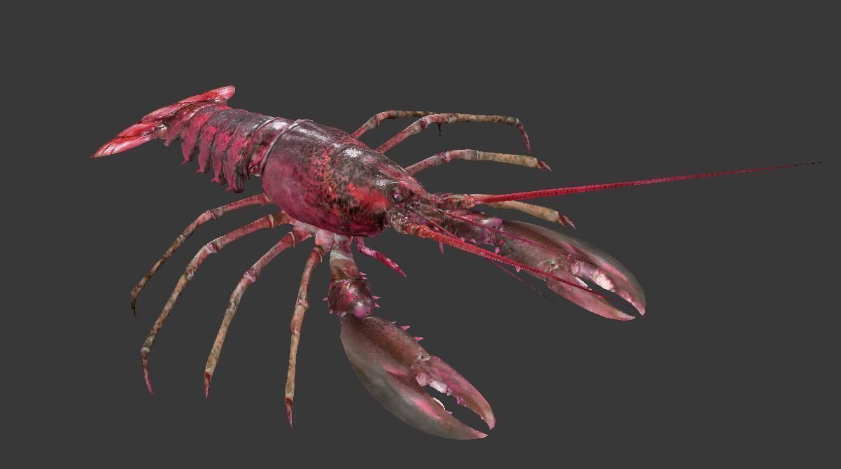 Homarus americanus lobster Low-poly 3D model_3