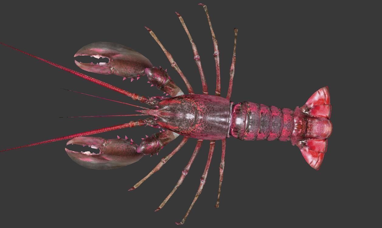 Homarus americanus lobster Low-poly 3D model_6