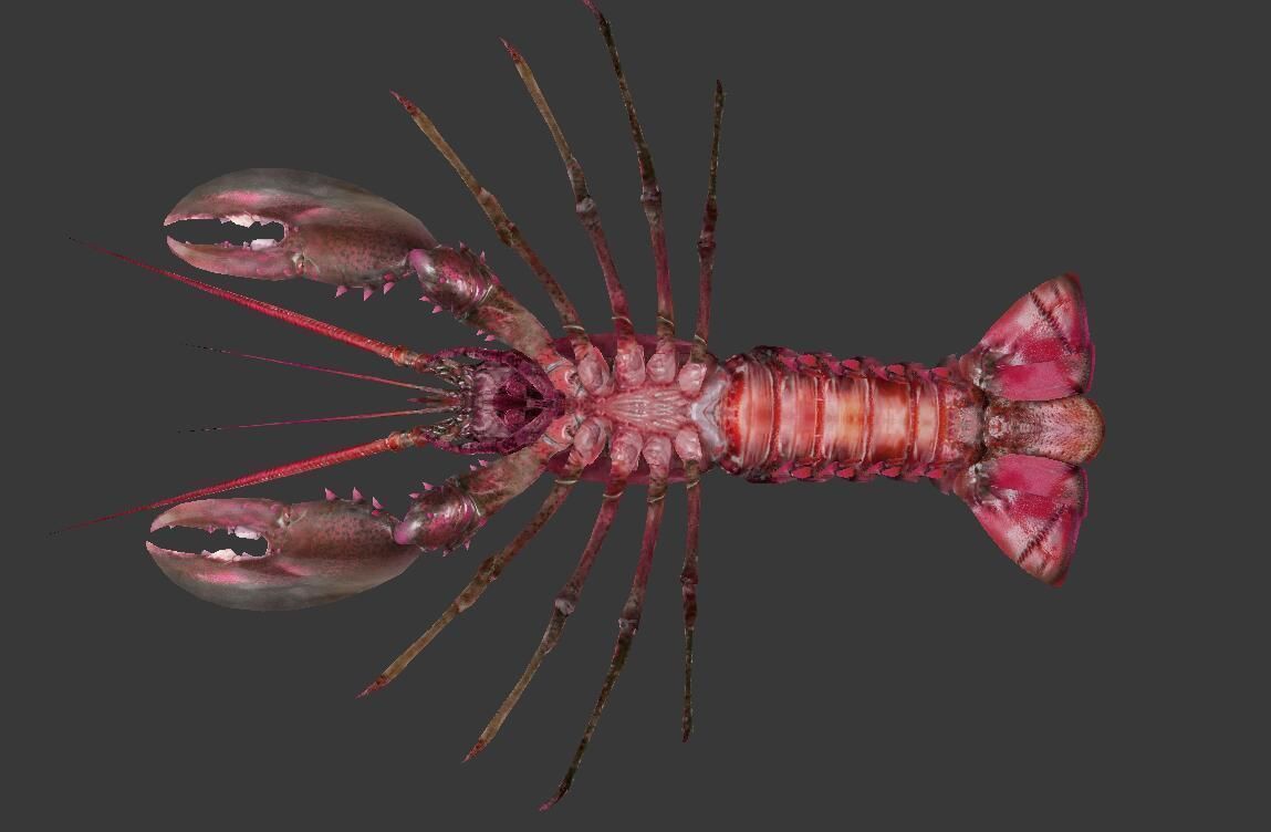 Homarus americanus lobster Low-poly 3D model_8