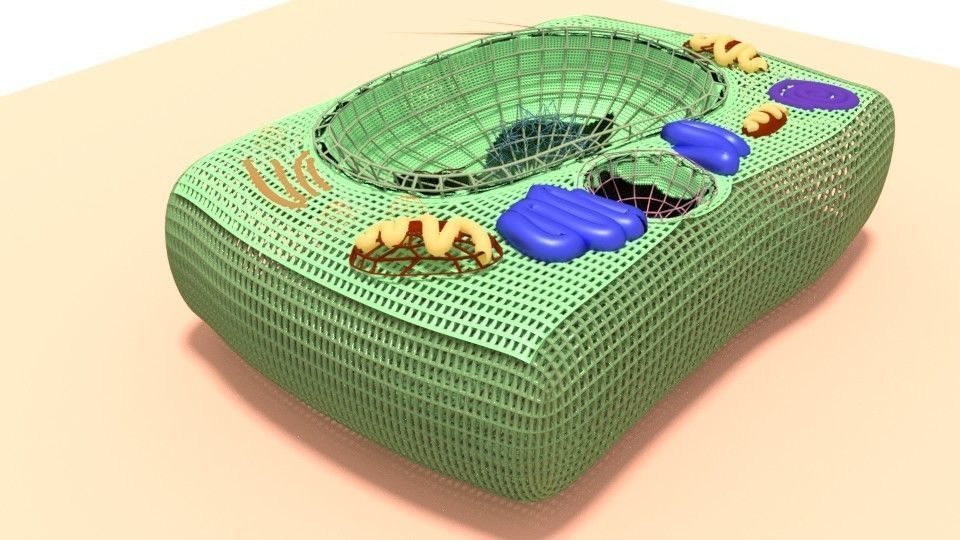 Plant cell 3D model_4