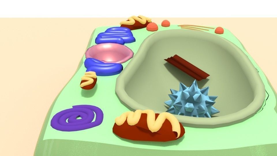 Plant cell 3D model_1