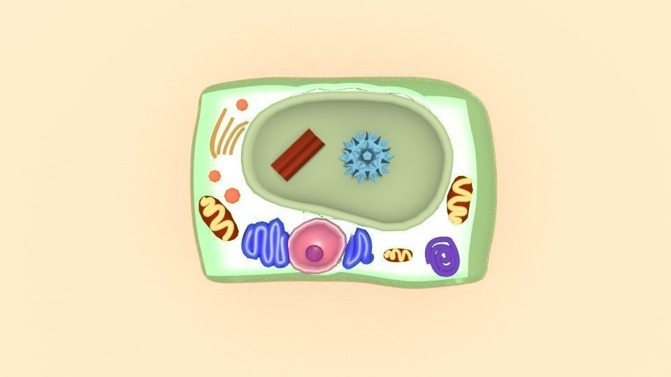 Plant cell 3D model_3