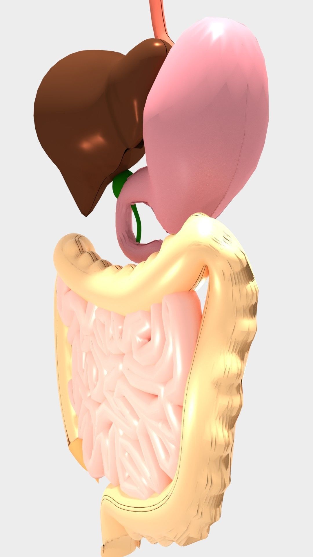 Digestive System 3D model_5