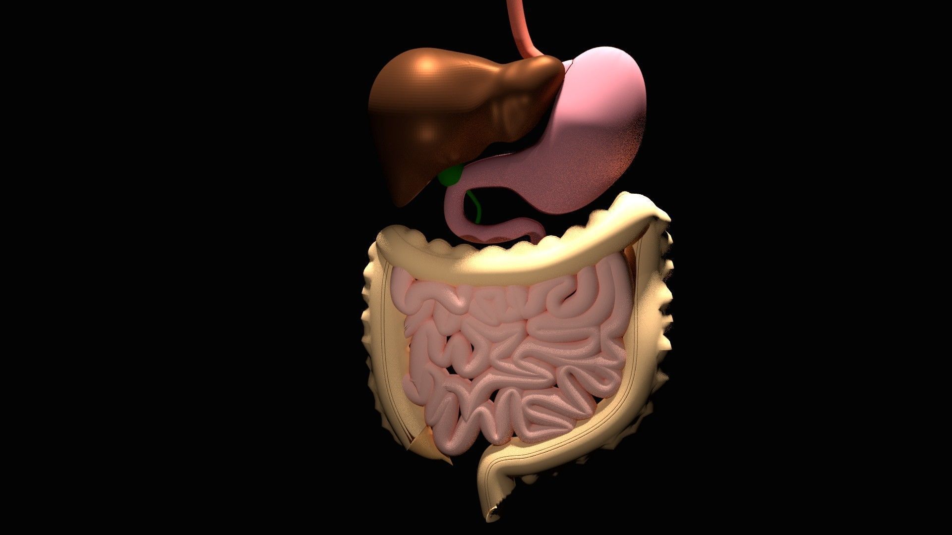 Digestive System 3D model_1