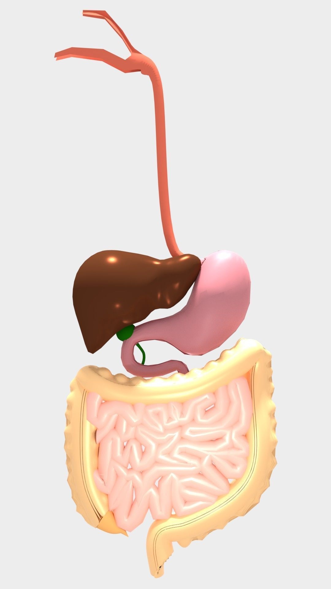 Digestive System 3D model_4