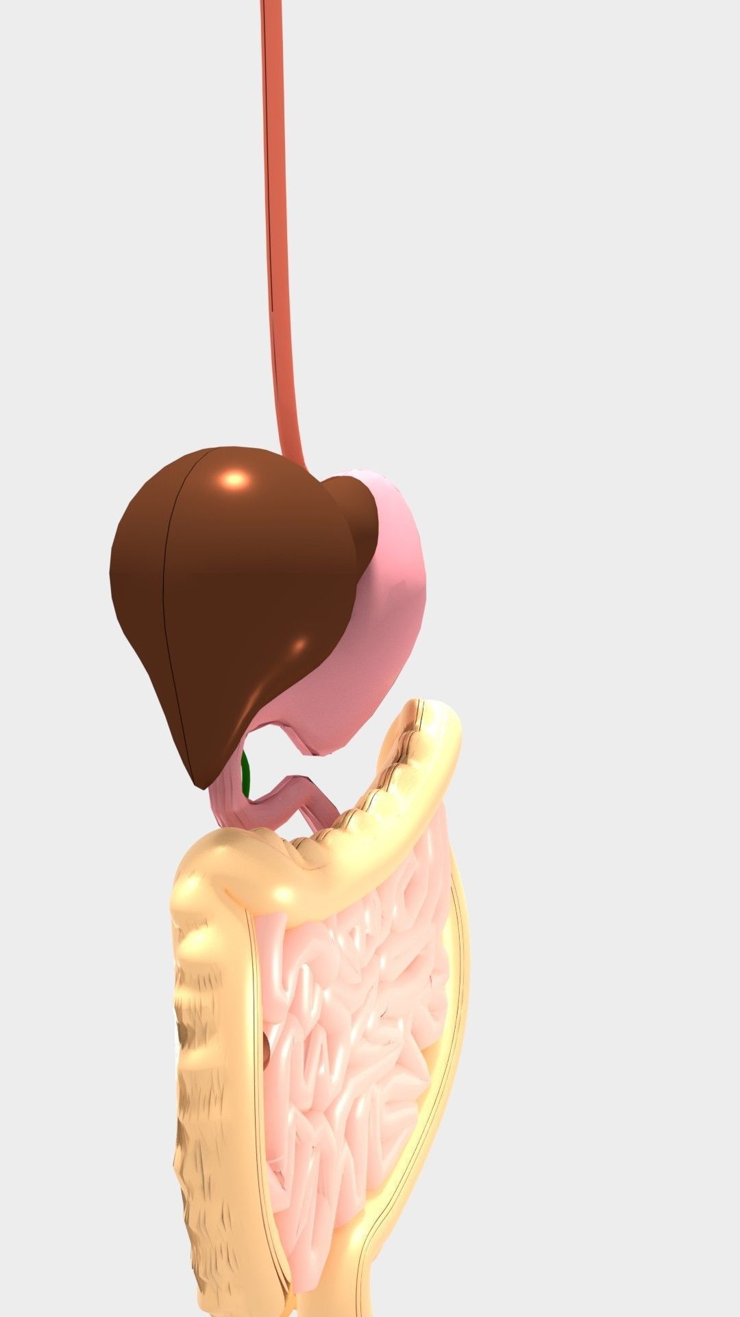 Digestive System 3D model_6