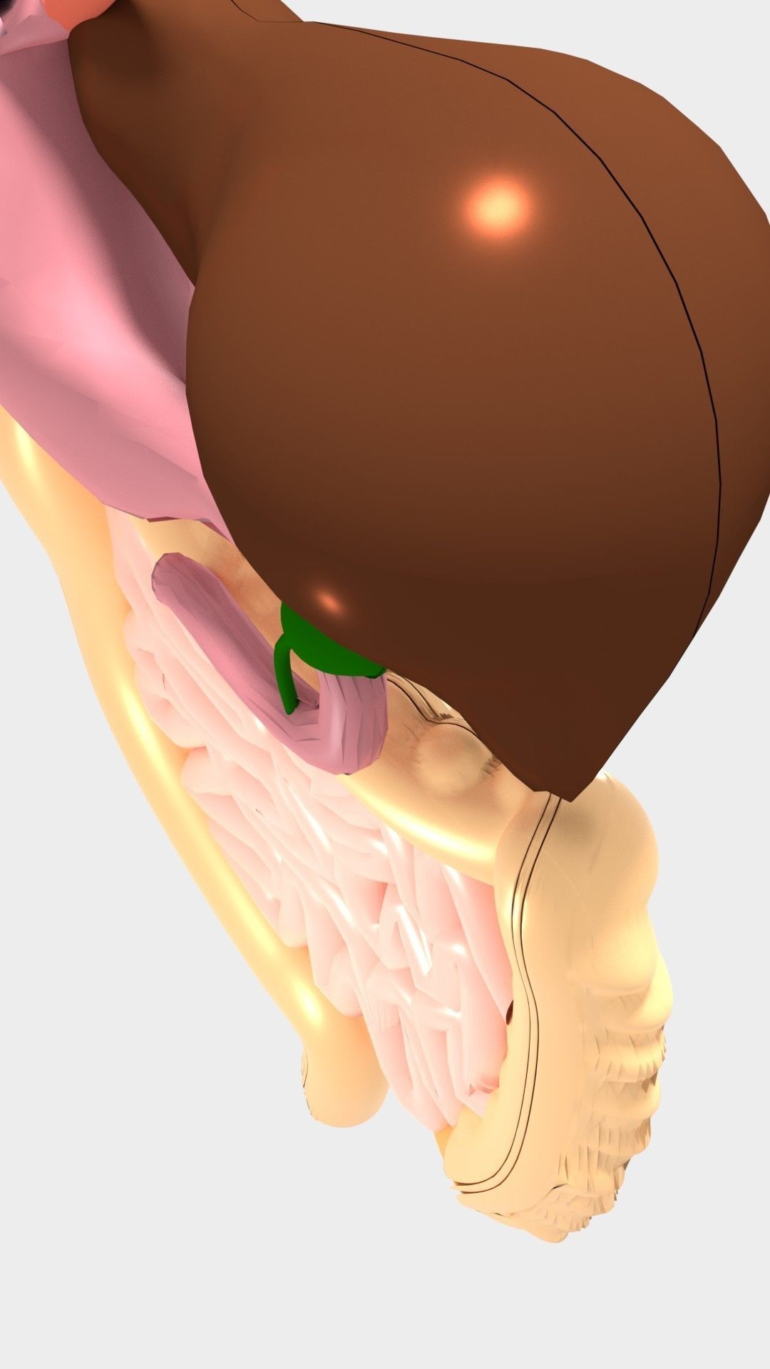 Digestive System 3D model_7