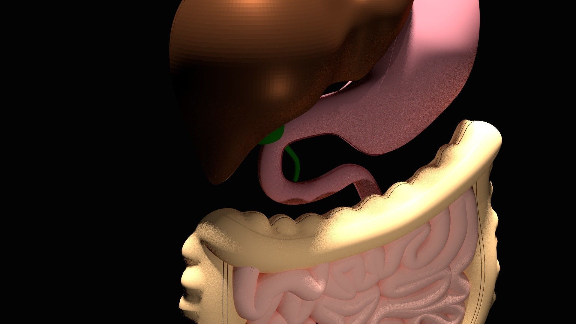 Digestive System 3D model_3