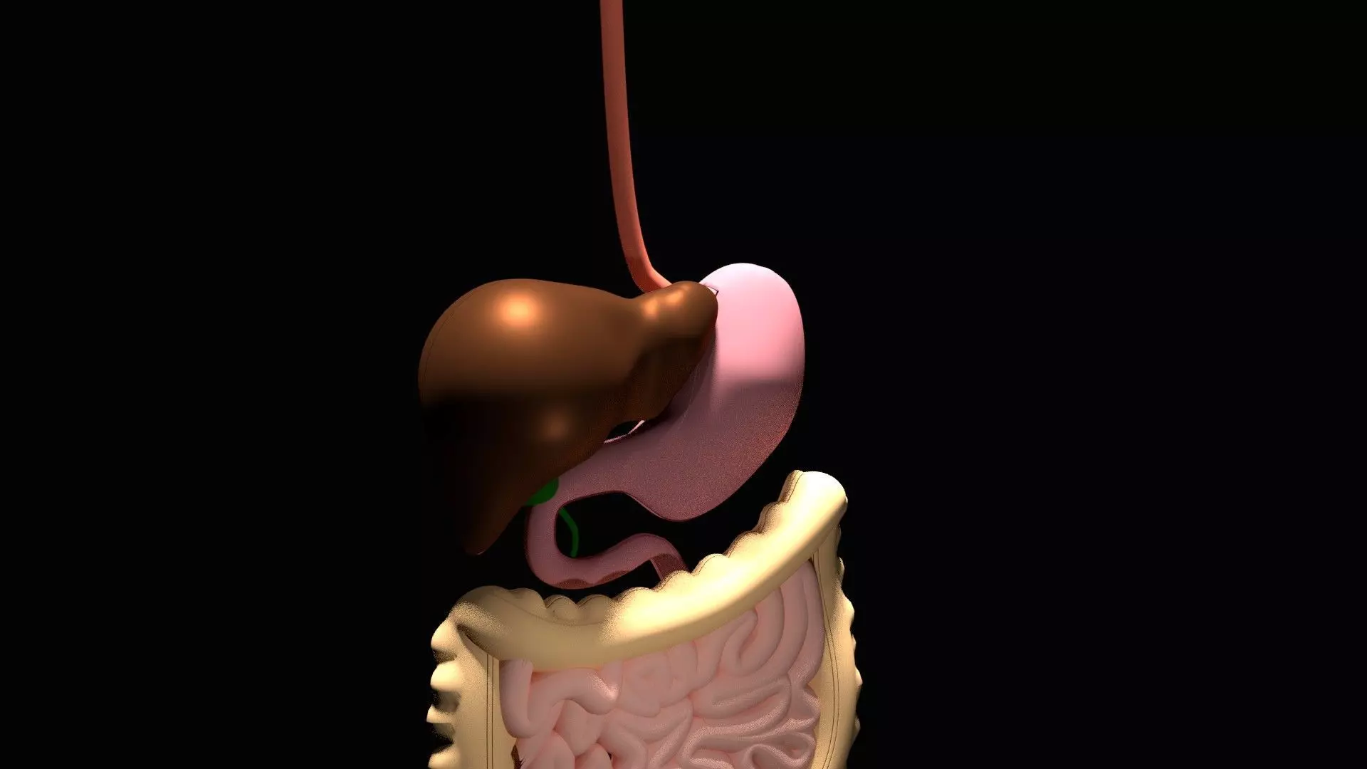 Digestive System 3D model_0