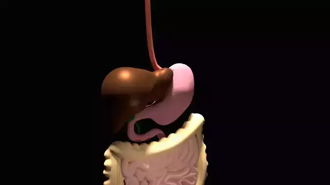 Digestive System 3D model