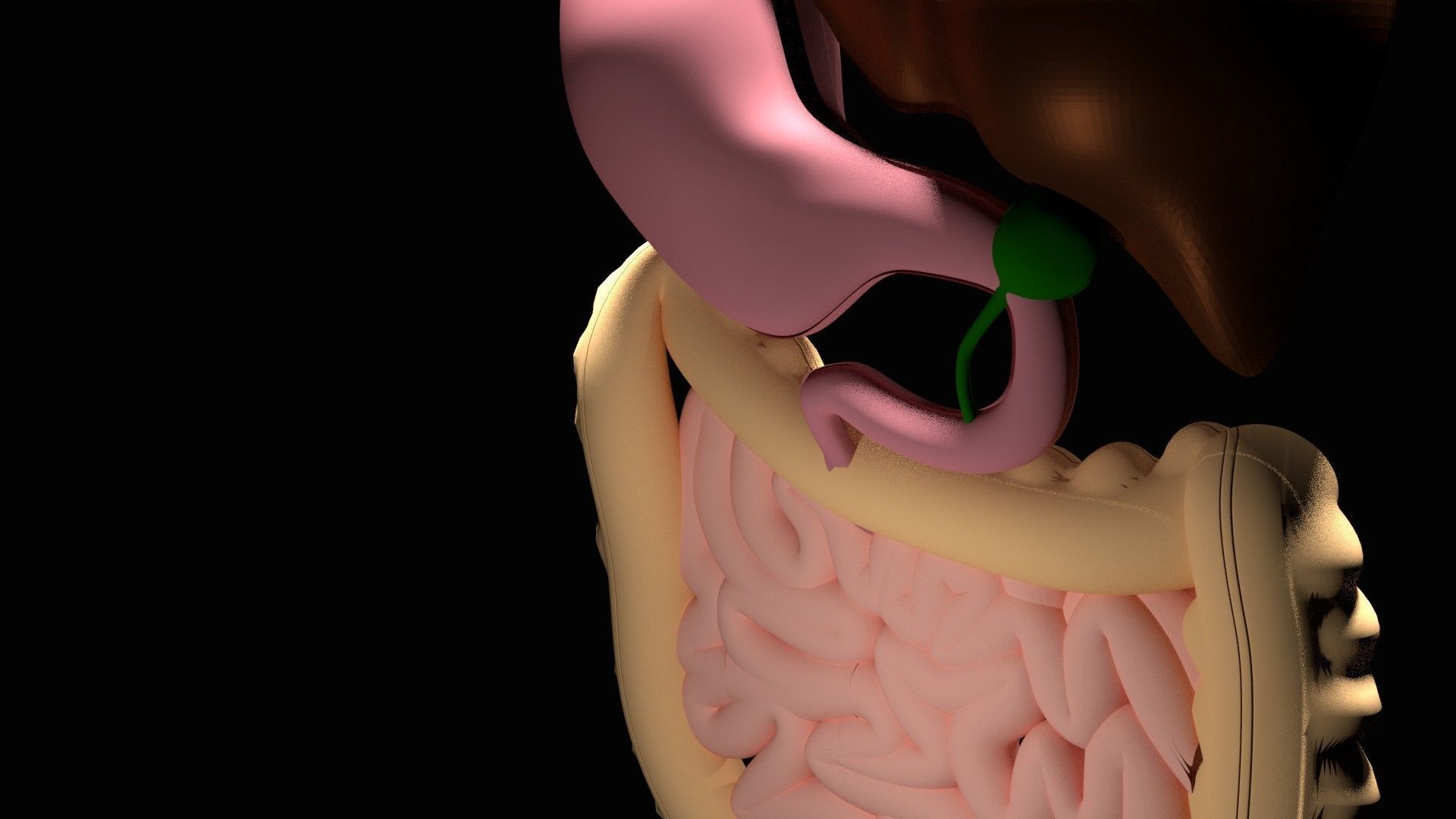 Digestive System 3D model_2