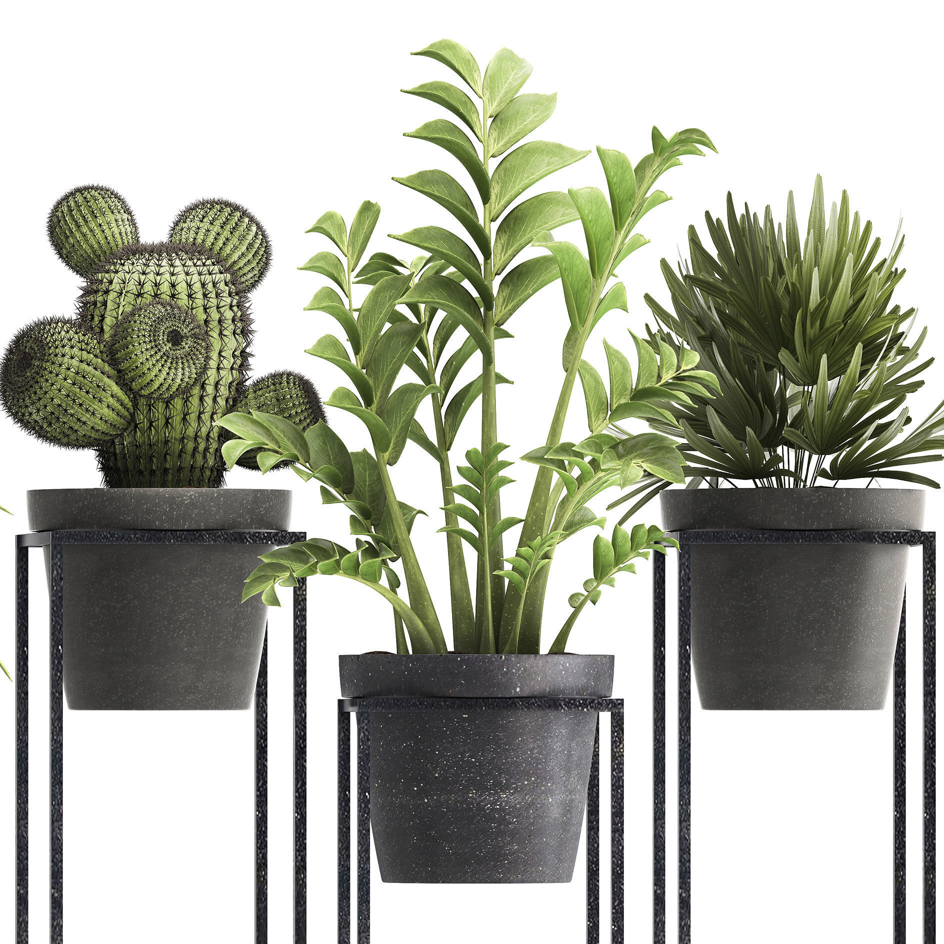 Collection of Exotic Plants 3D model_5
