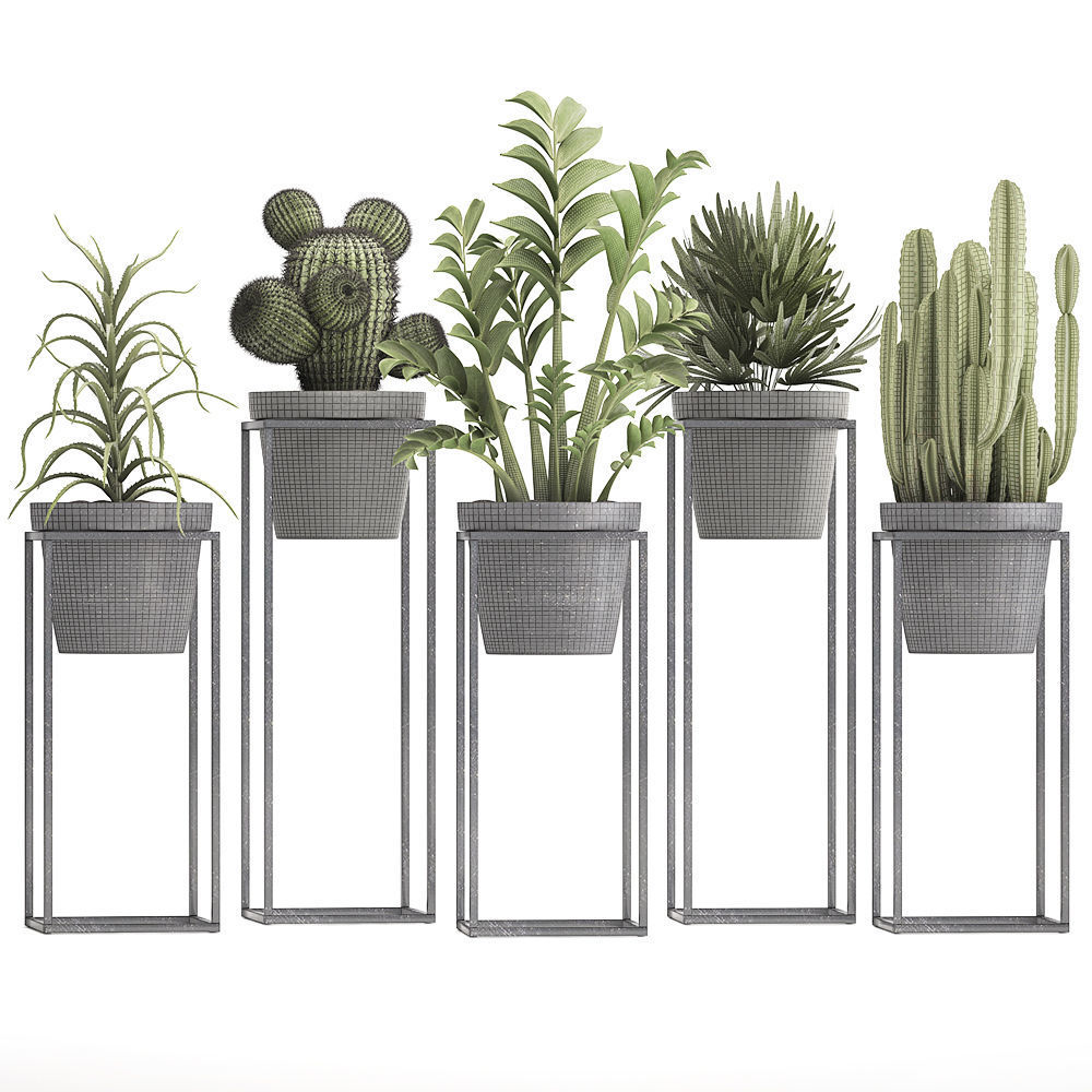 Collection of Exotic Plants 3D model_7