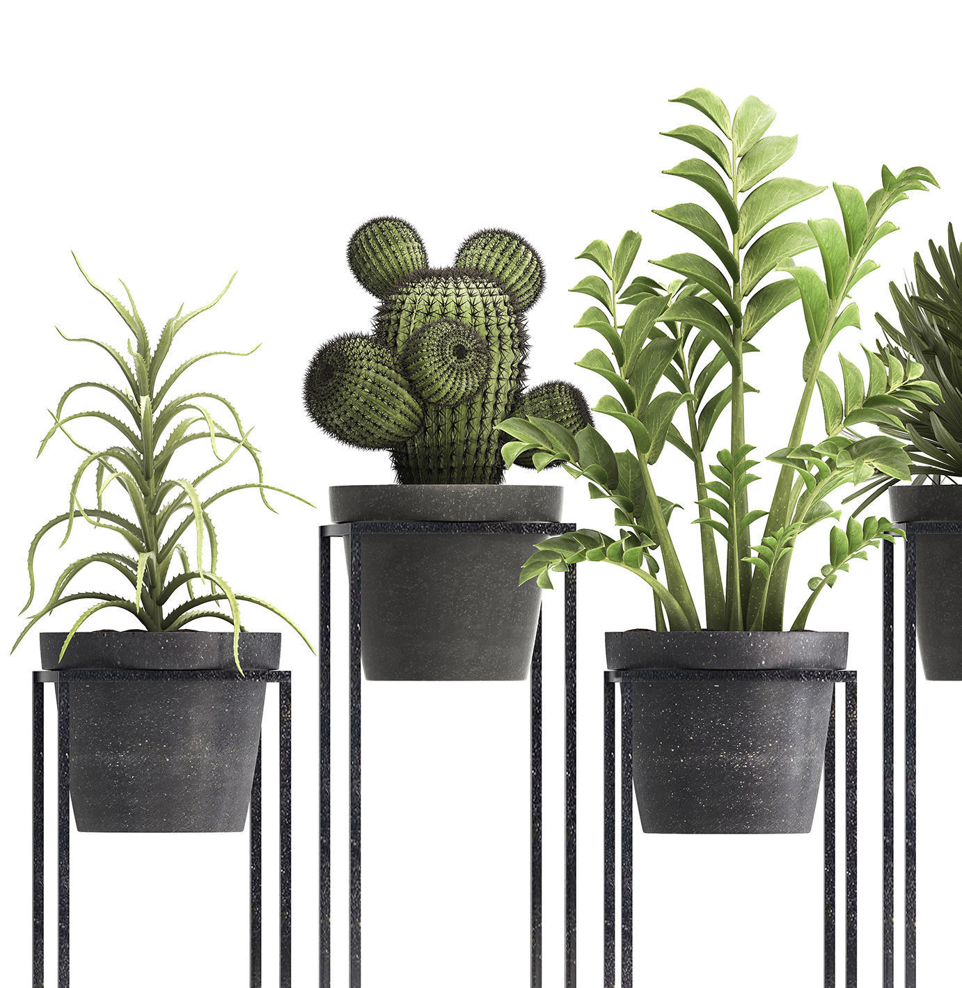 Collection of Exotic Plants 3D model_3