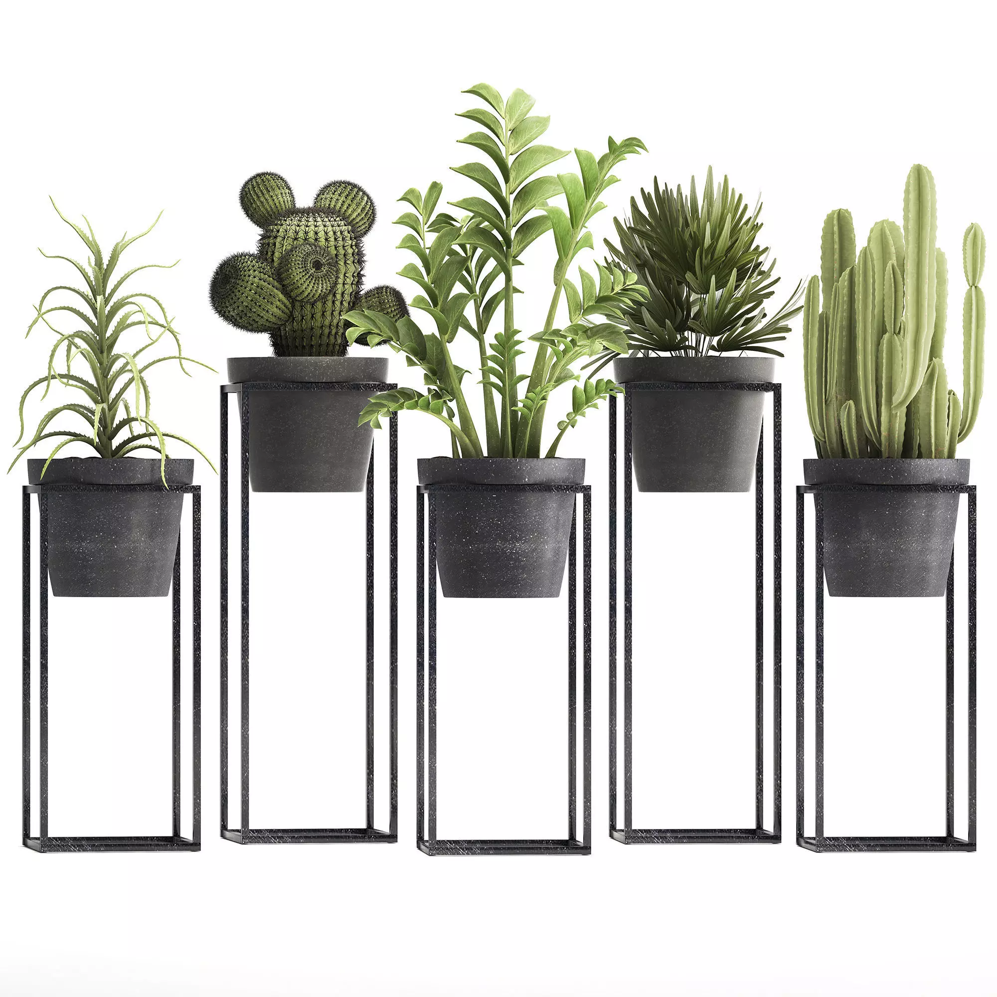 Collection of Exotic Plants 3D model_0