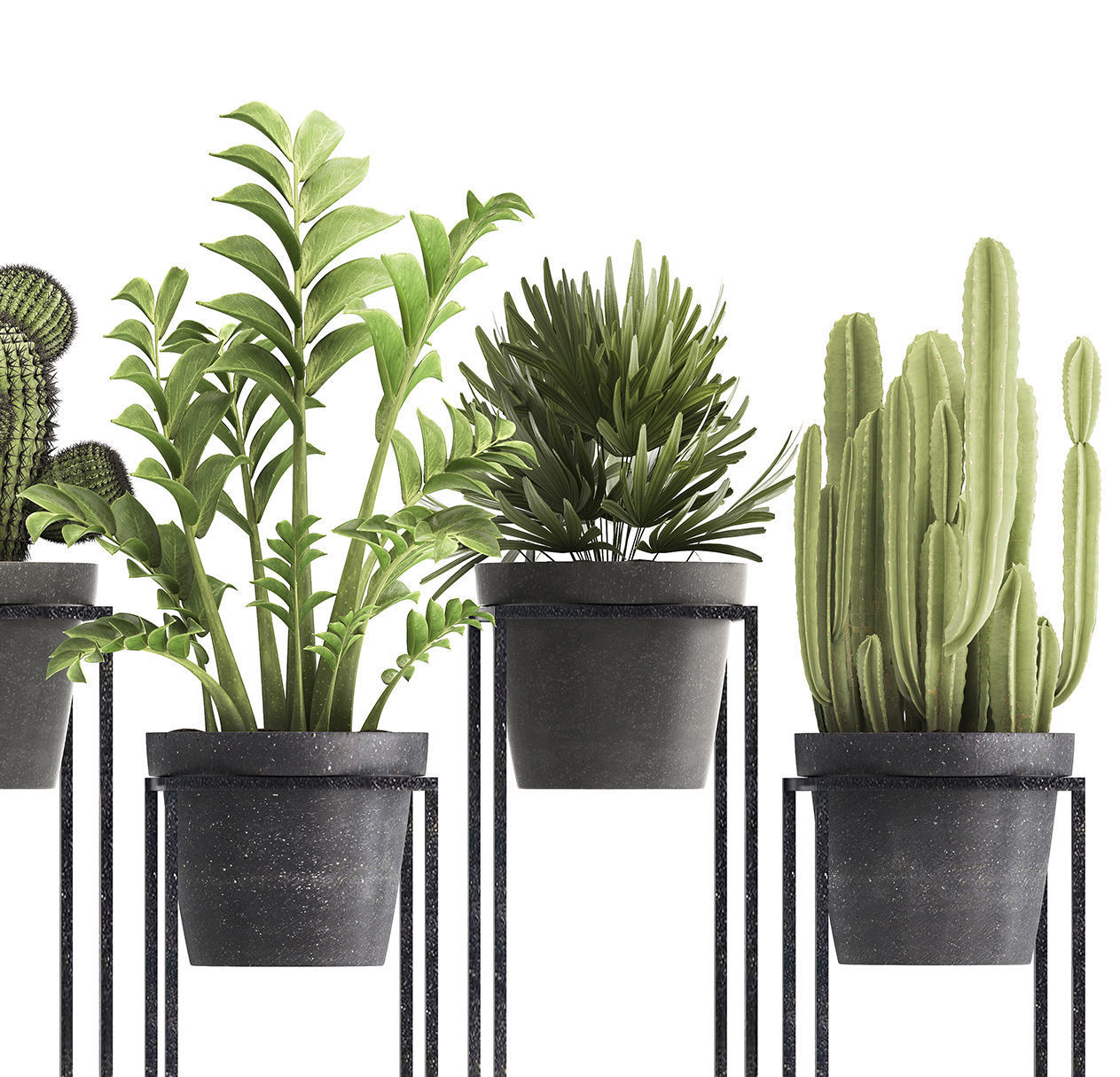 Collection of Exotic Plants 3D model_4