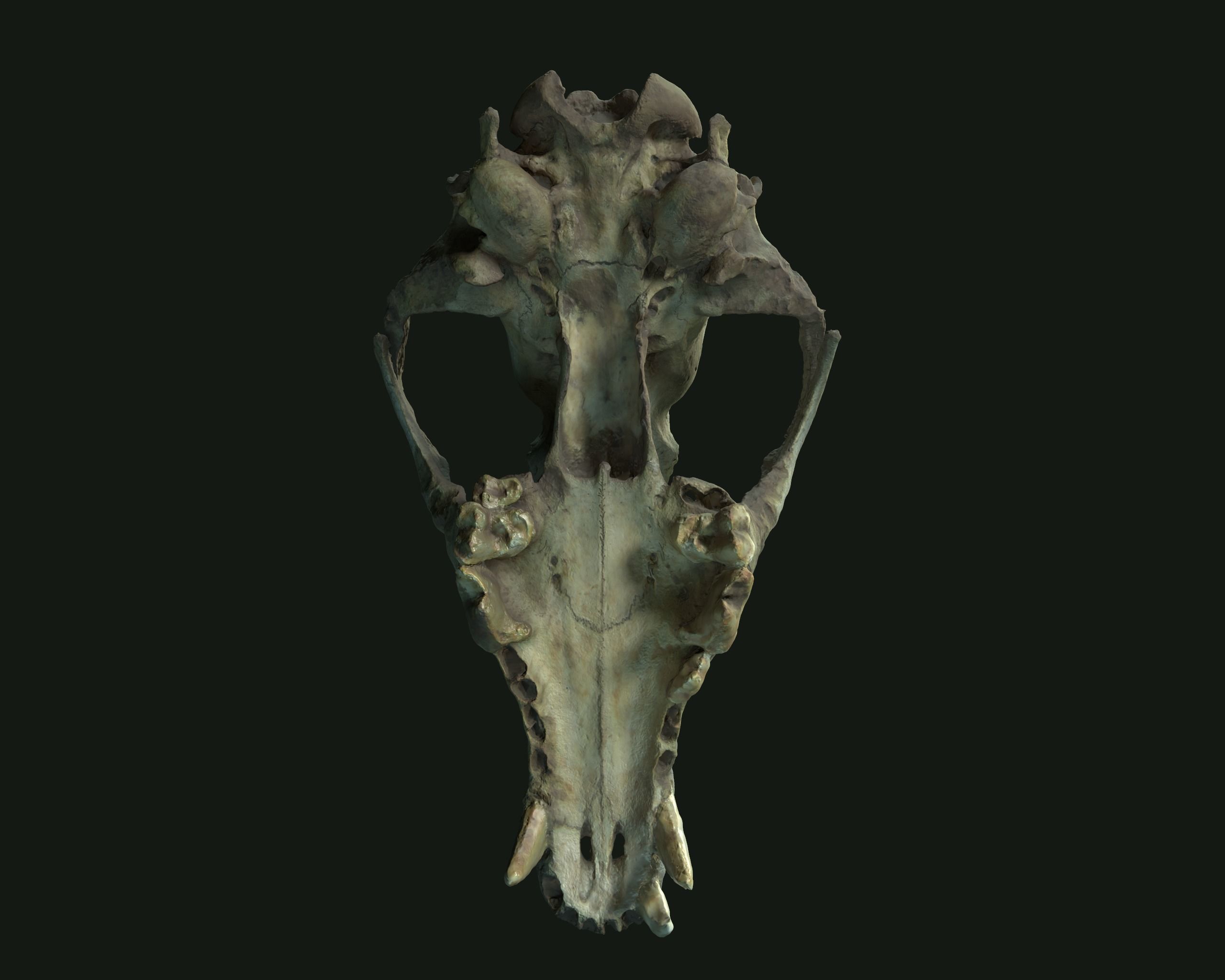 Deadly Skull  02 Low-poly 3D model_7