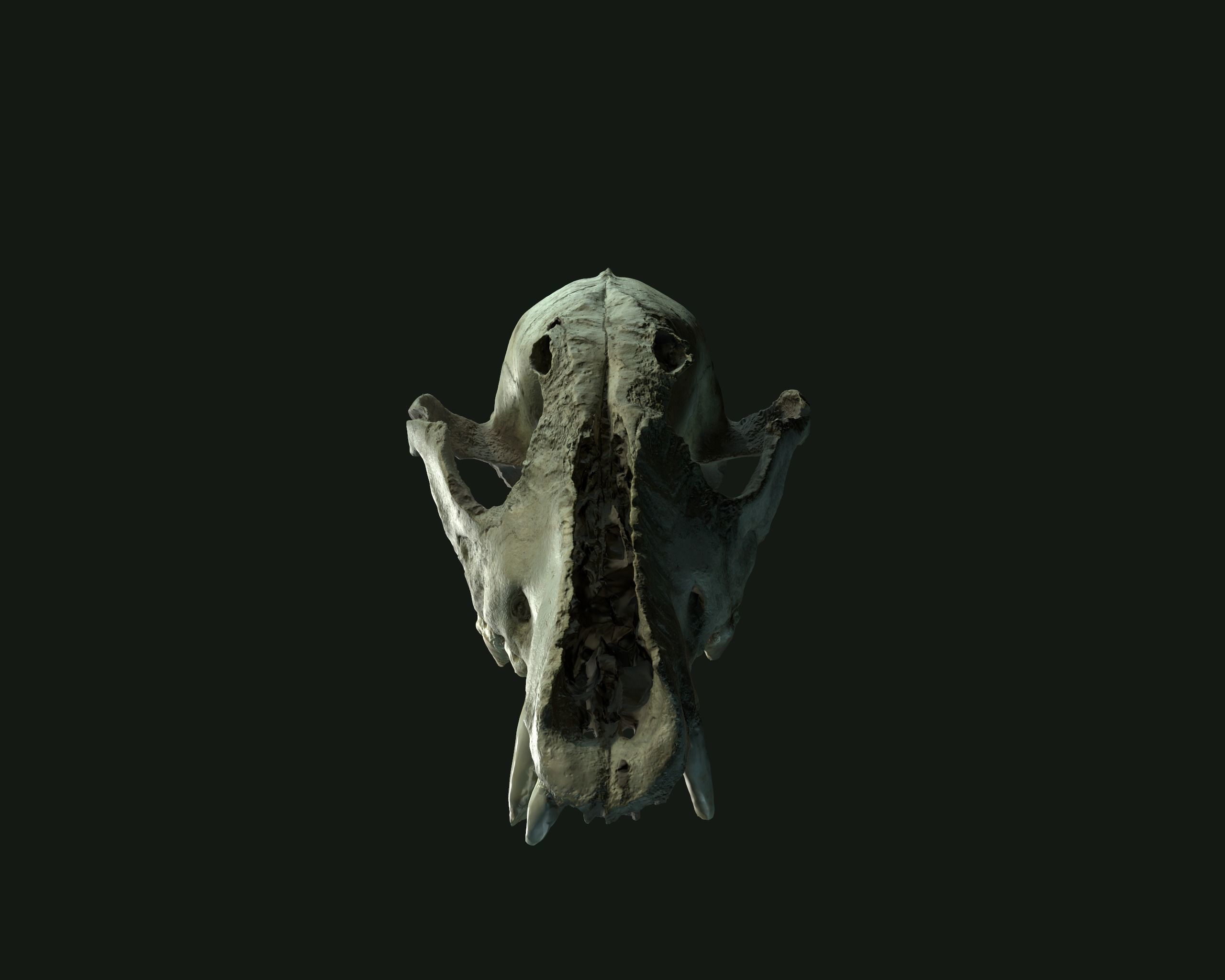 Deadly Skull  02 Low-poly 3D model_5