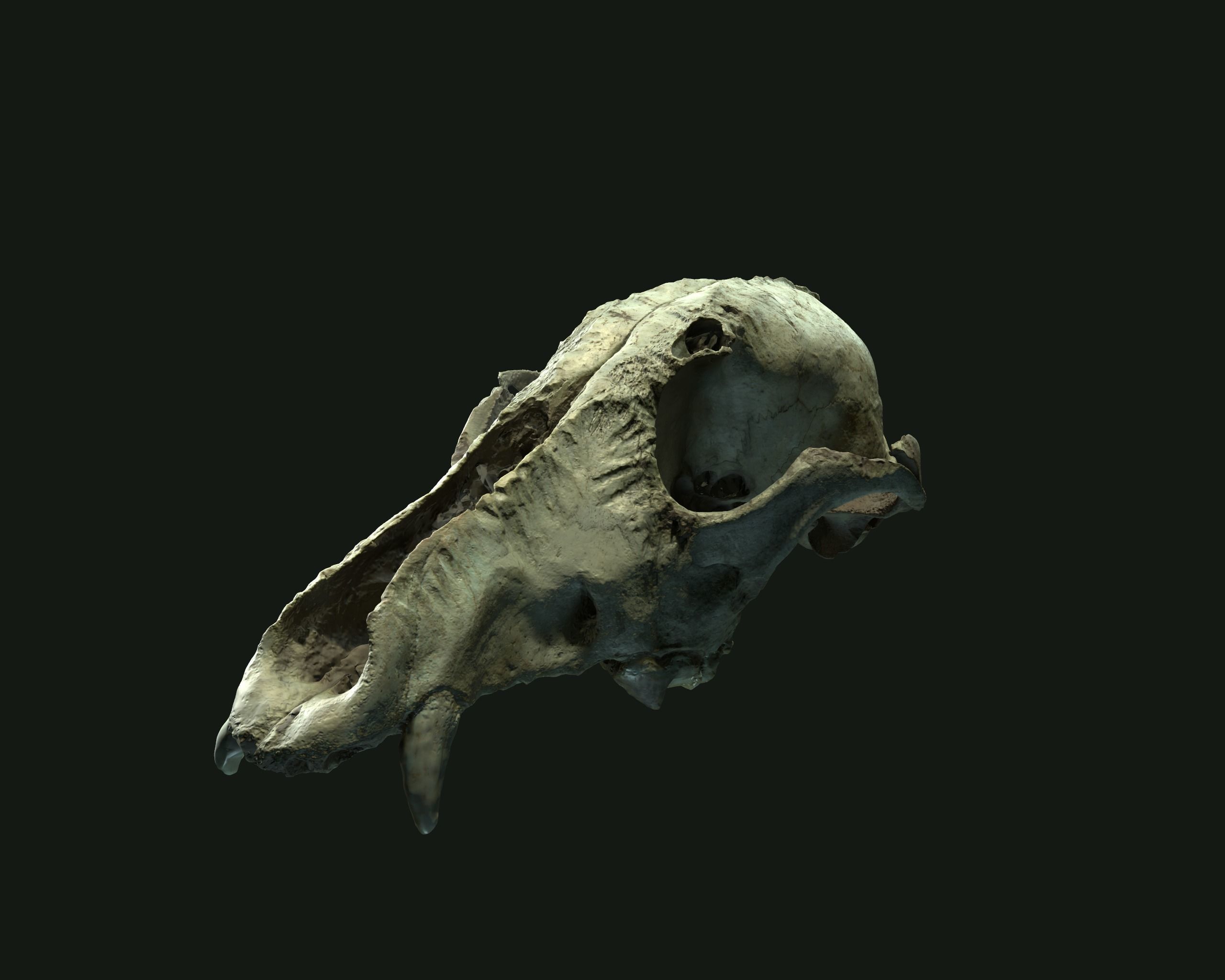 Deadly Skull  02 Low-poly 3D model_4