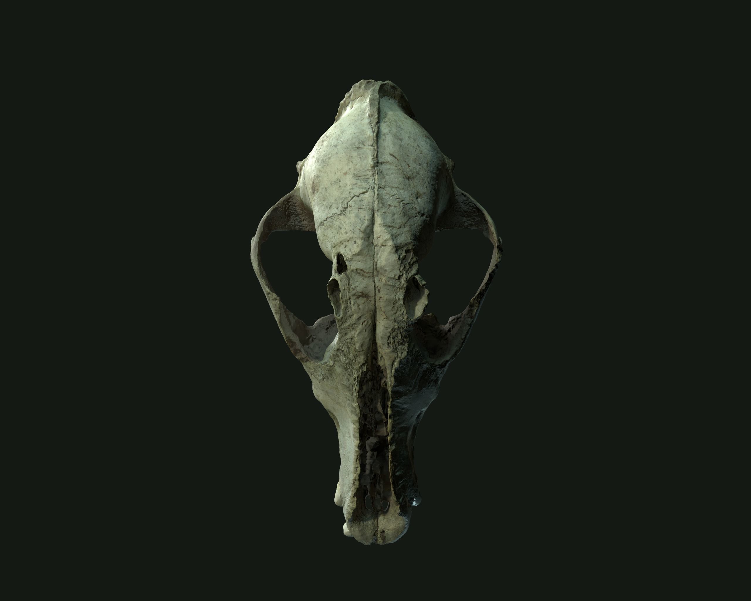 Deadly Skull  02 Low-poly 3D model_6