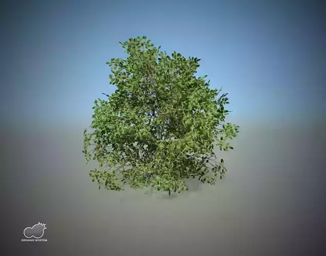 Bush - Mediterannean bush Free 3D model