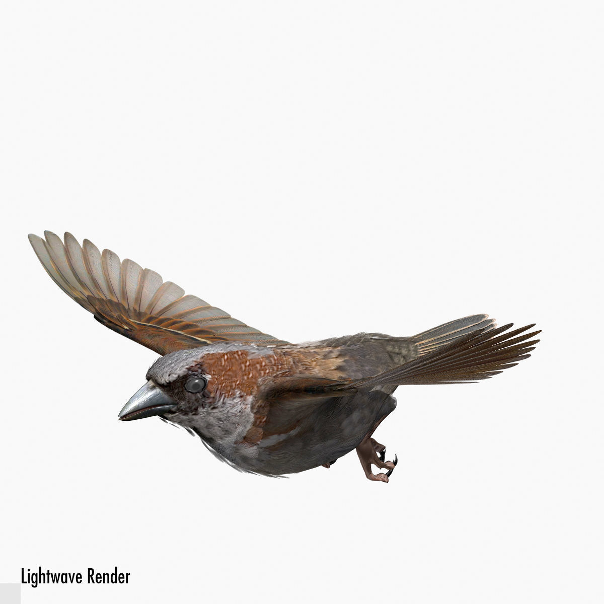 House Sparrow - rigged - animated 3D model_5
